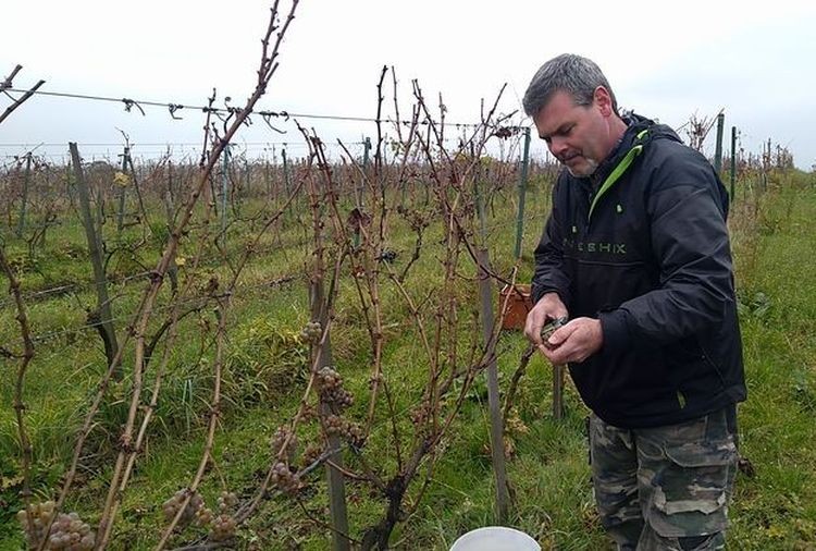 Pędy tych winorośli wznoszą się na Śląsku. A wina z nich docenia cała Polska! (foto, wideo), Facebook/winnica Laguna, Tomasz Raudner
